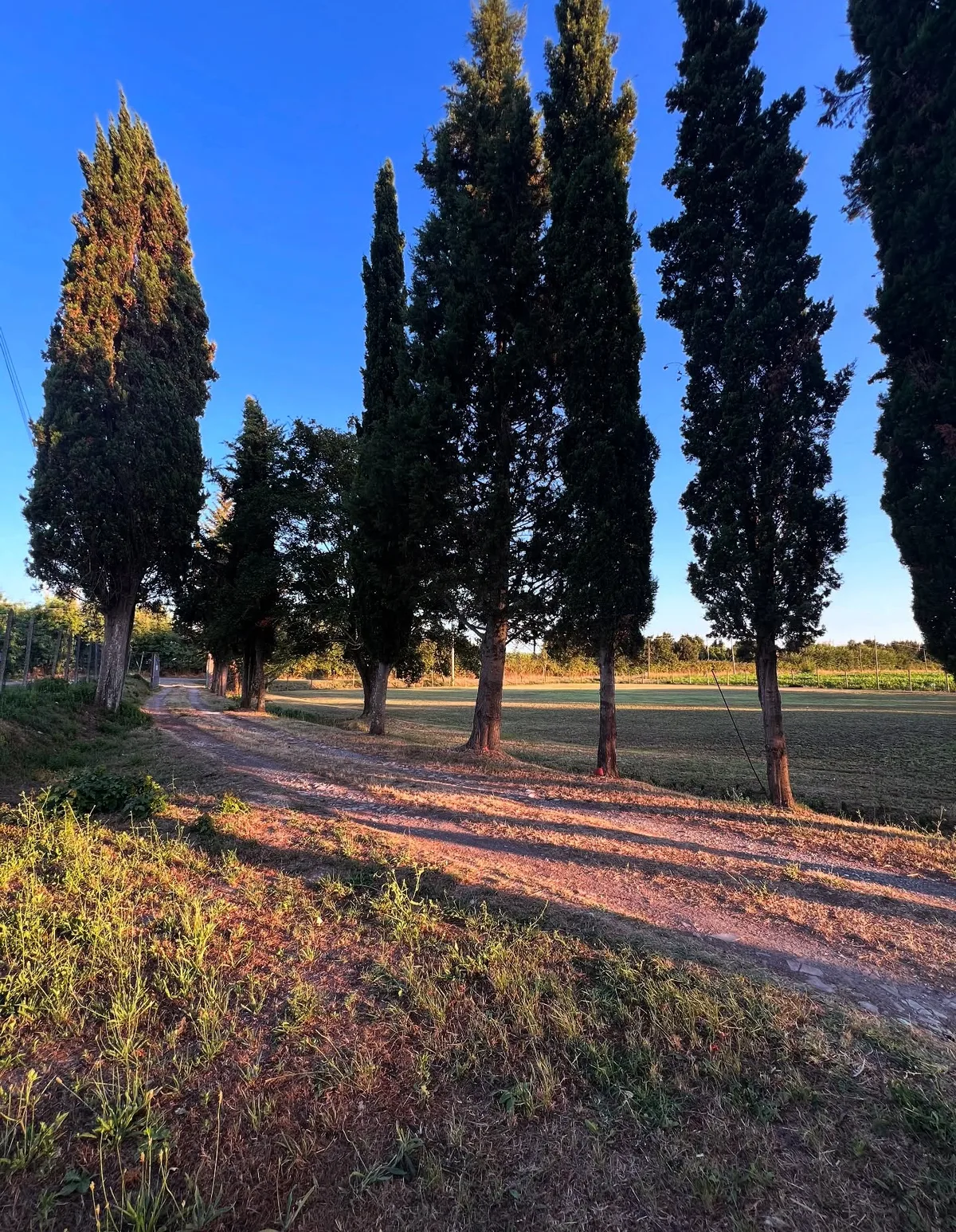 Il viale di cipressi che porta al podere